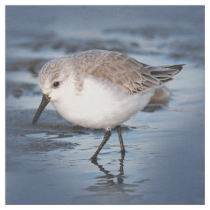 Tela Pequeña Sanderling en la playa