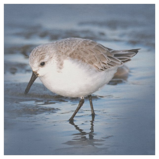 Tela Pequeña Sanderling en la playa (Retal)