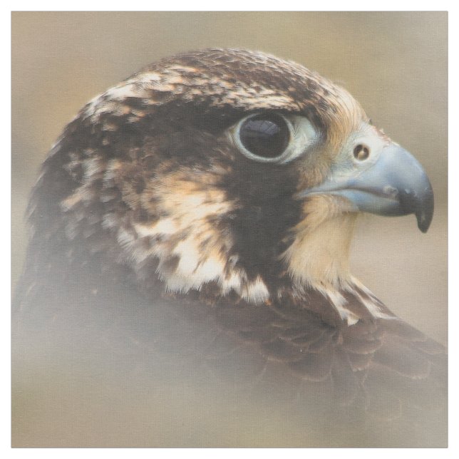 Tela Perfil visto de un halcón peregrino (Retal)