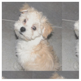 Tela Perrito del rescate de Havanese