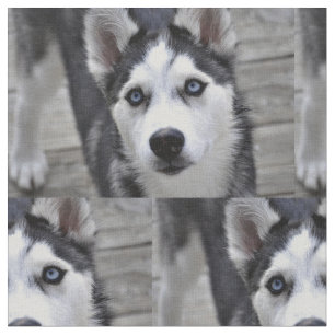Tela Perrito fornido