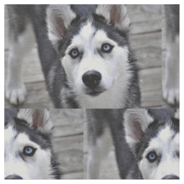 Tela Perrito fornido (De cerca)