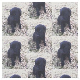 Tela Perrito negro del labrador retriever