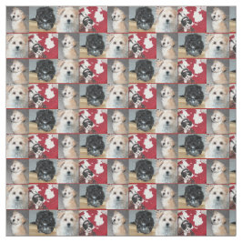 Tela Perritos del rescate de Havanese