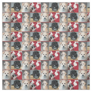 Tela Perritos del rescate de Havanese