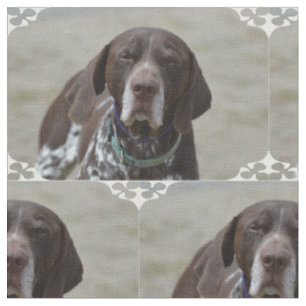 Tela Perro alemán del indicador de pelo corto