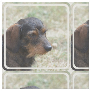 Tela Perro cabelludo de Daschund del alambre