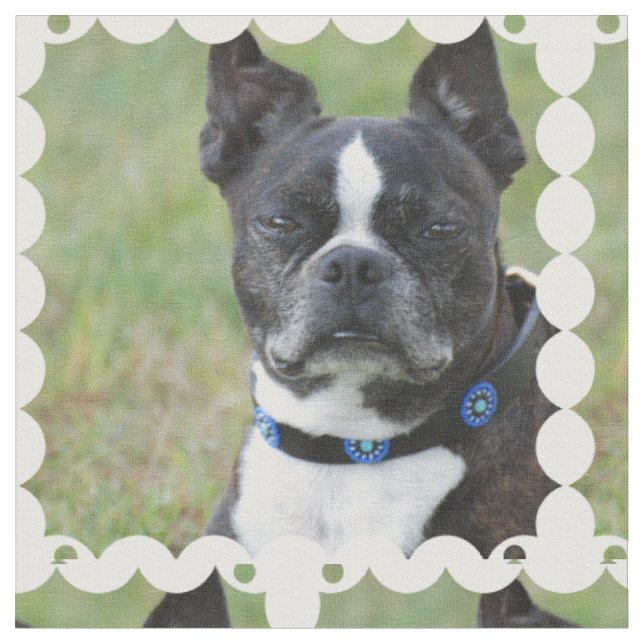 Tela Perro clásico de Boston Terrier (De cerca)