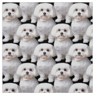 Tela Perro maltés lindo
