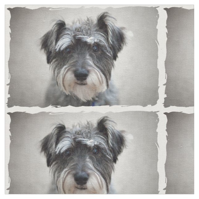Tela Perro Schnauzer (De cerca)