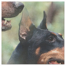 Pinscher del Doberman en las maderas