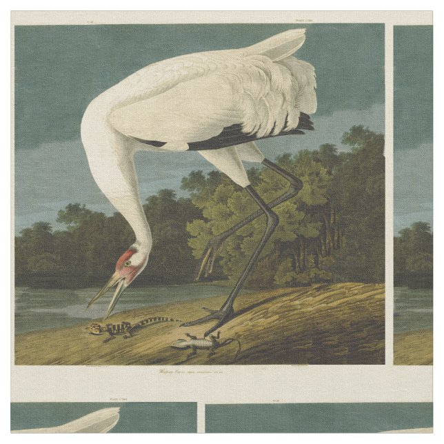 Tela Pintura de pájaro de Crane Audubon (De cerca)