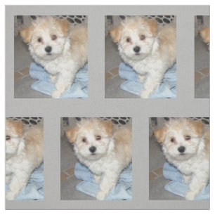 Tela Rescate Puppt de Havanese