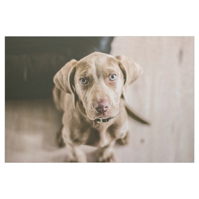 Tela Retrato de perro (Yarda)