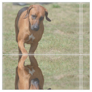 Tela Rhodesian Ridgeback Prancing