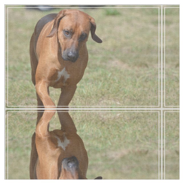 Tela Rhodesian Ridgeback Prancing (De cerca)