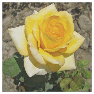 Tela Rosa amarillo
