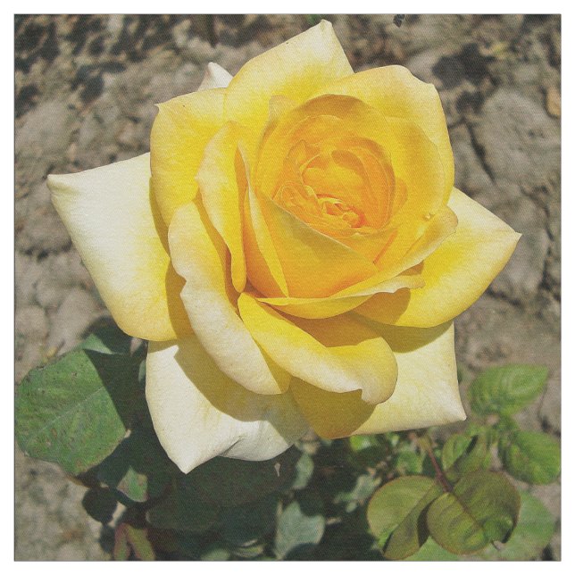 Tela Rosa amarillo (Retal)