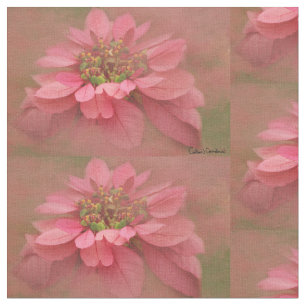 Tela Rosa Rubor Poinsettias Digital Art