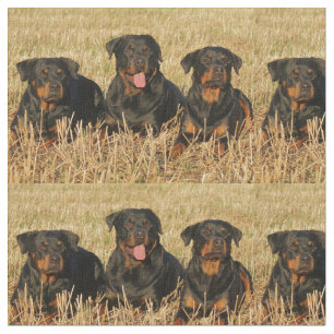 Tela rottweiler-group.png