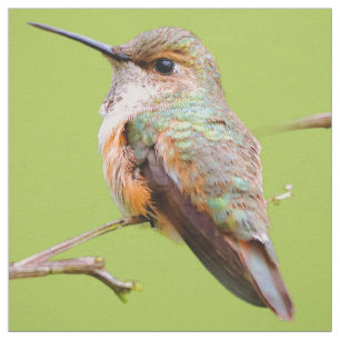 Tela Rufous Hummingbird Sitting en California Lilac