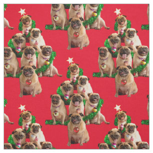 Tela Siete pugs-a-Posing