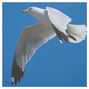 Tela Sorprendente gaviota con billetera en vuelo