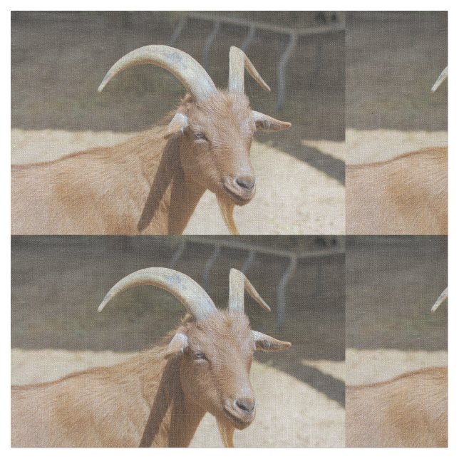 Tela Sr. Bill (De cerca)