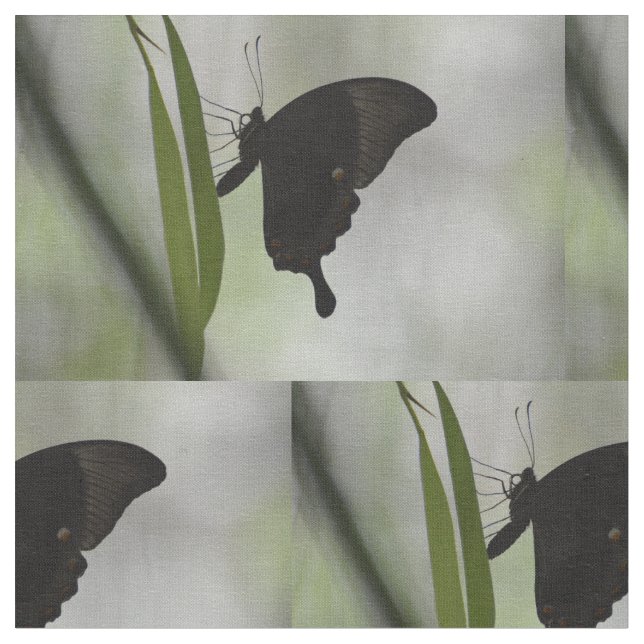 Tela Swallowtail negro (De cerca)