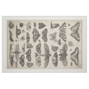 Tela Tapicería de los lepidópteros de la entomología