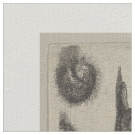 Tela Tapicería de los lepidópteros de la entomología de