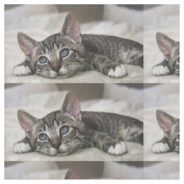 Tela ¡Tela de gato! (De cerca)