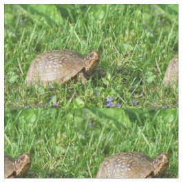 Tela Tortuga de caja