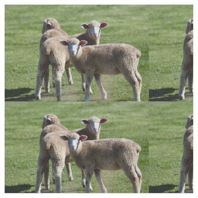 Tela Turistas (De cerca)