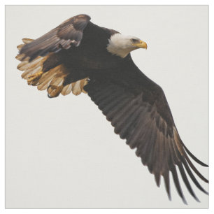 Tela Un águila calva lleva al cielo