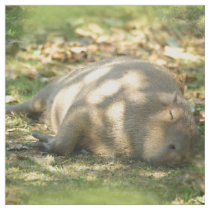 Tela Un capibara sueña con el sol de verano