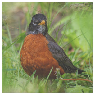 Tela Un Robin estadounidense curioso y esperanzador