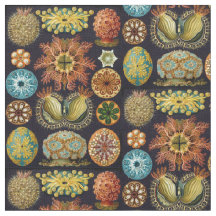 Vida del océano de Ascidiae de Ernst Haeckel