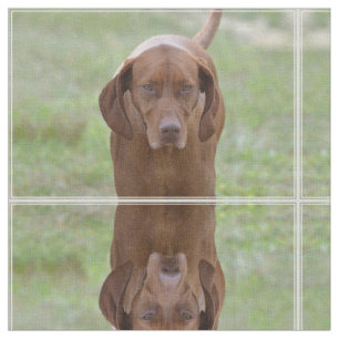 Tela Vizsla adorable