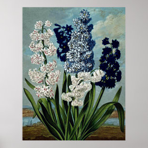 Templo De Arte Botánico De Flora Hyacinths