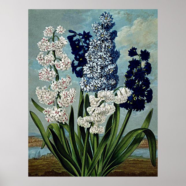 Templo De Arte Botánico De Flora Hyacinths (Frente)