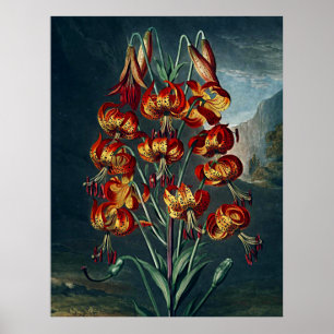 Templo De Arte Botánico De Flora Superb Lily