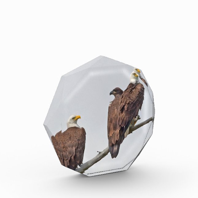 Temporada 12 E23 y Bloque fotográfico familiar (Izquierda)