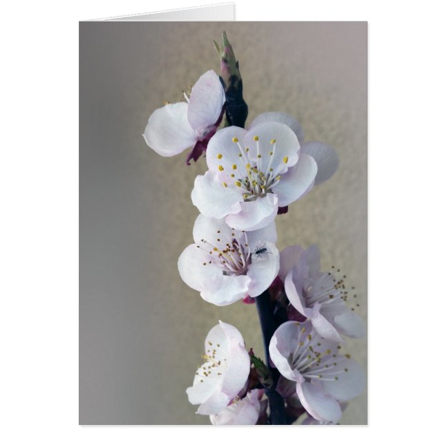 temprano por la mañana (Frente)