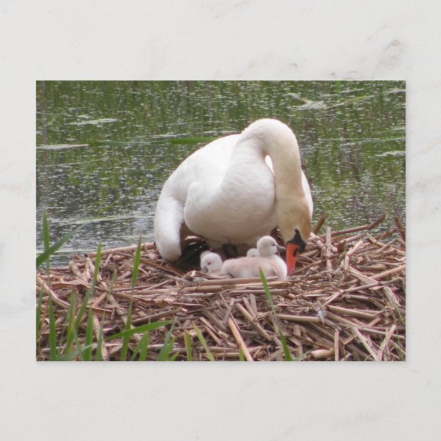 Tender a la postal de los bebés (Anverso)