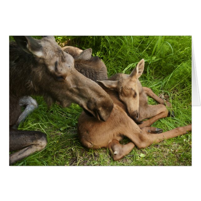 Tender Mother Moose (Anverso (Horizontal))