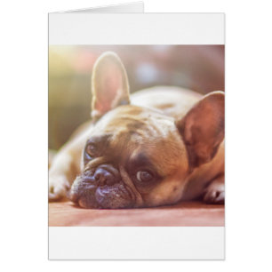 tendido de bulldog francés