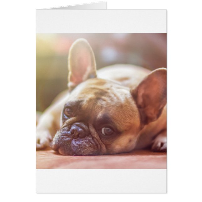 tendido de bulldog francés (Frente)