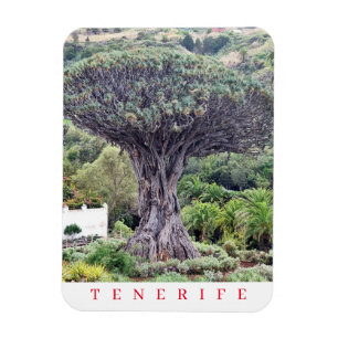 Tenerife Dragon Tree view nevera imán