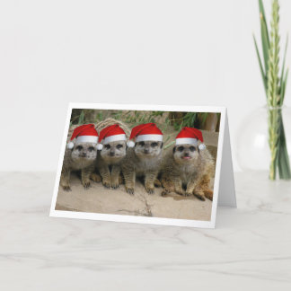 ¡Tenga navidad de un Meerkat!